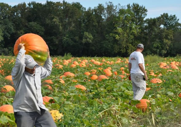 Pumpkin Patch